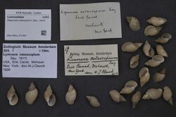 Naturalis Biodiversity Center - ZMA.MOLL.371447 - Stagnicola catascopium (Say, 1816) - Lymnaeidae - Mollusc shell.jpeg