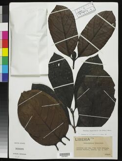 Nauclea diderrichii (De Wild.) Merr. (NMNH-00818851).jpg
