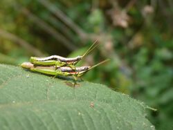 Neorthacris of Nayikayam Thattu.jpg