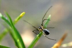 Neriene.peltata.male.jpg