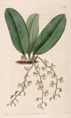 Notylia punctata (as Pleurothallis punctata) - Bot. Reg. 9 pl. 759 (1823).jpg