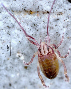 Opilioacarus baeticus (cropped).png