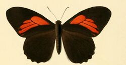 Papilio euterpinus.JPG