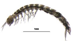 Paraiberobathynella cf. fagei.jpg