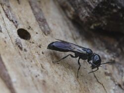 Pemphredon ? (Crabronidae) - Zwerggrabwespe (11462528464).jpg