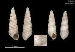 Peristichia lepta (MNHN-IM-2010-8773).jpeg