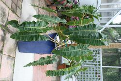 Philodendron billietiae 4zz.jpg