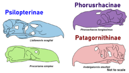 Phorusrhacid skulls
