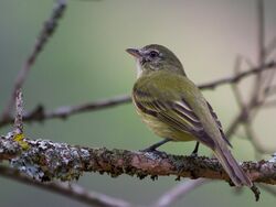 Phyllomyias burmeisteri - Rough-legged tyrannulet; Extrema, Minas Gerais, Brazil.jpg