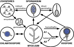 Phytophthora life cycle.png