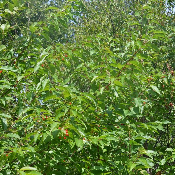 File:Pin Cherry (Prunus pensylvanica) - Newfoundland 2019-08-21.jpg