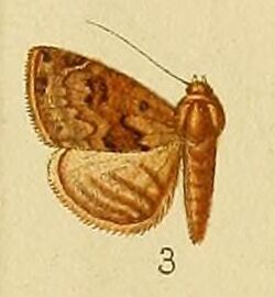 Pl.152-03-Eublemma nigrivitta Hampson, 1902.JPG