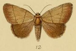 Pl.2-12-Leocyma pollusca=Neonegeta pollusca (Schaus & Clements, 1893).JPG