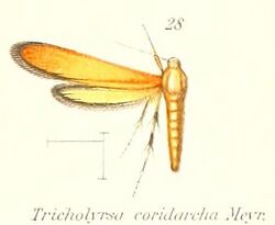 Pl.2-28-Trichothyrsa coridarcha Meyrick, 1912.jpg