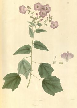 Plantae Asiaticae rariores, or, Descriptions and figures of a select number of unpublished East Indian plants (Tab. 26) BHL449494.jpg