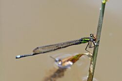 Pseudagrion dispar male.jpg