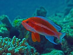 Pseudanthias Taeniatus.jpg