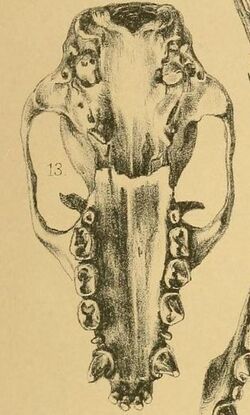 Pteropus caniceps.jpg