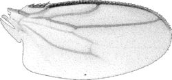 Pullimosina pullula wing-bw-1Bit.gif