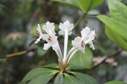 RhododendronGoodenoughii.jpg