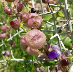 Salazaria mexicana 4.jpg