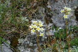 Saxifraga crustata mo5.JPG