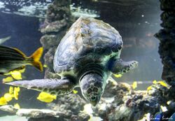 Sea turtle Monaco.jpg