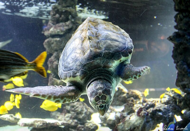 File:Sea turtle Monaco.jpg