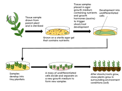 Simple micropropagation technique.svg