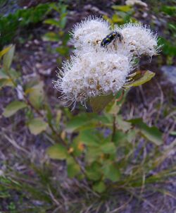 Spiraea lucida in Icicle Canyon, Chelan County Washington.jpg