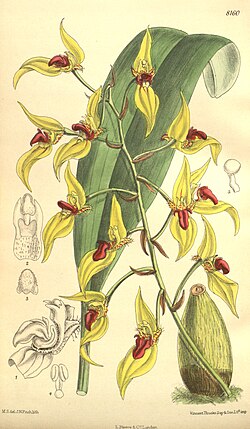 Sunipia dichroma (as Bulbophyllum dichromum) - Curtis' 133 (Ser. 4 no. 3) pl. 8160 (1907).jpg