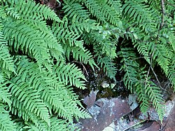 Tüpfelfarn (Polypodium vulgare).jpg