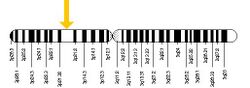 TREX1 gene location.jpg