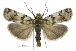 Tawhitia glaucophanes male.jpg