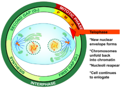 Telophase eukaryotic mitosis.svg