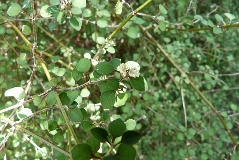 File:Teucridium parvifolium.jpg
