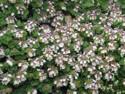 Teucrium pyrenaicum - Flickr - peganum (1).jpg