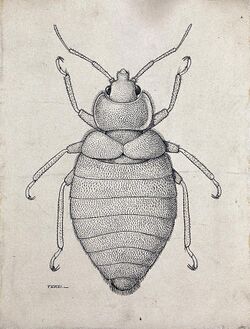 The male tropical bedbug (Cimex hemipterus). Pen and ink dra Wellcome V0022601ER.jpg