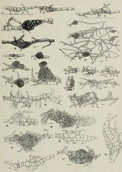 Illustrations of "Macrophoma citrulli"