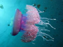 The water is full of Cauliflour Jellyfish, Cephea cephea at Marsa Shouna, Red Sea, Egypt -SCUBA (6238367346).jpg