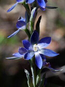 Thelymitra aristata (24971279846).jpg