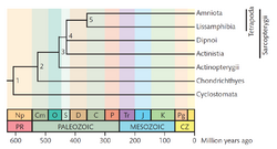 Timetree-rect.png