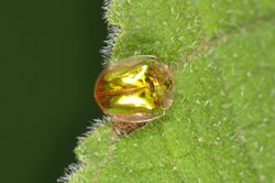 Tortoise beetle Charidotella sp. (14574349066).jpg