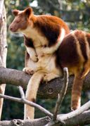 Brown tree-kangaroo