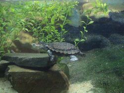 Western swamp tortoise.JPG