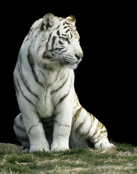 File:White tiger-Gunma Safari Park.jpg