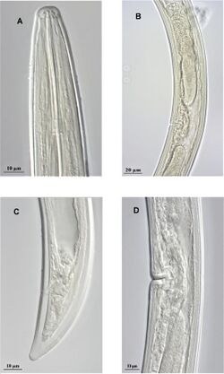 Xiphinema oxycaudatum (10.3897-zookeys.894.35281) Figure 2.jpg