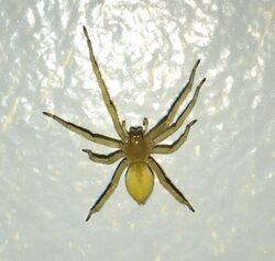 Yellow-sac-spider.jpg