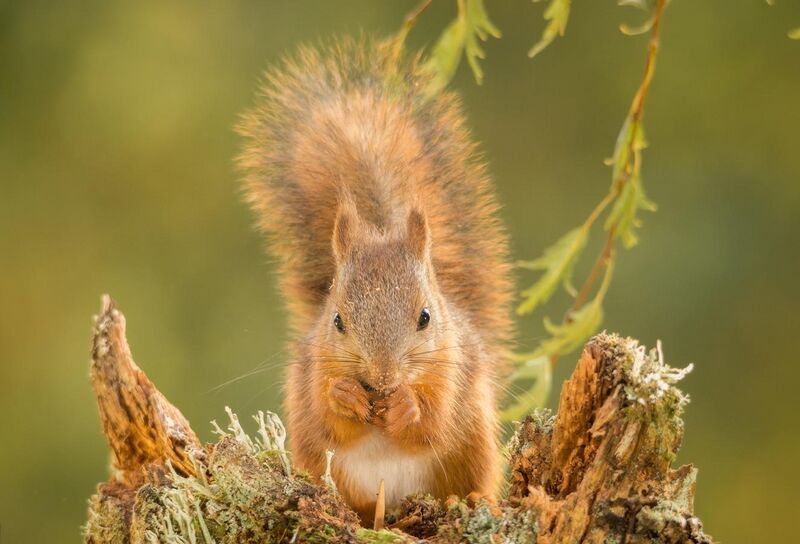 File:Young-red-squirrel.jpg