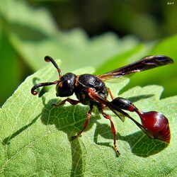 Zethus slossonae (a mason wasp).jpeg